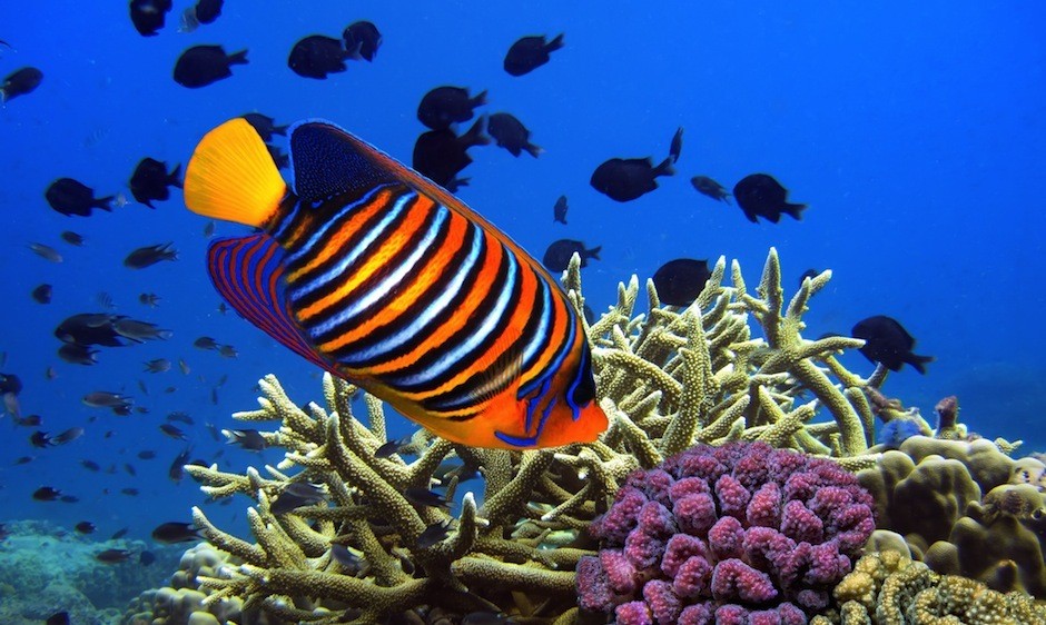 La journée totale snorkeling