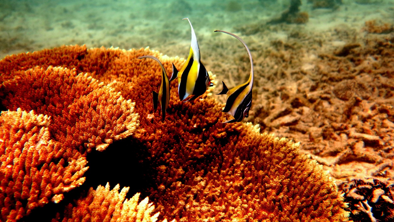 Snorkeling avec Vivamaurice